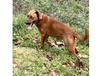Adopt Dash a Red/Golden/Orange/Chestnut Catahoula Leopard Dog / Terrier (Unknown