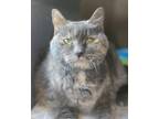 Adopt Amulet a Tortoiseshell Domestic Shorthair / Mixed (short coat) cat in