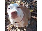 Adopt Buttercup a Red/Golden/Orange/Chestnut - with White American Pit Bull