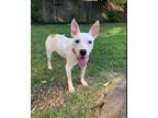 Adopt Cassidy a White Staffordshire Bull Terrier / Boxer / Mixed dog in Denver