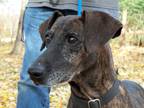 Adopt Dottie a Brindle - with White Mountain Cur / Mixed dog in Osgood
