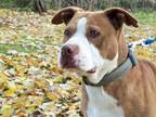 Adopt Thor a Red/Golden/Orange/Chestnut - with White Pit Bull Terrier / Mixed