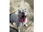 Adopt Snowy a White Pit Bull Terrier / Mixed dog in Howell, MI (33184156)