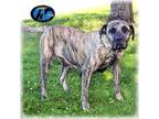Adopt Yellowstone a Brindle Cane Corso / Mastiff / Mixed dog in Howell