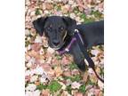 Adopt Gracie a Brindle Plott Hound / Mixed dog in Ridgefield, CT (33183840)