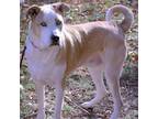 Adopt Loki a Tan/Yellow/Fawn American Staffordshire Terrier / Siberian Husky /