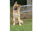 Adopt Chuck a German Shepherd Dog / Akita / Mixed dog in Montgomery