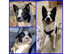 Adopt COOPER a Black - with White Australian Cattle Dog / Mixed dog in Clyde