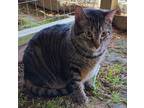 Adopt Whiskers a Brown Tabby Domestic Shorthair (short coat) cat in Mosheim