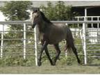 coming 4yr old Andalusian