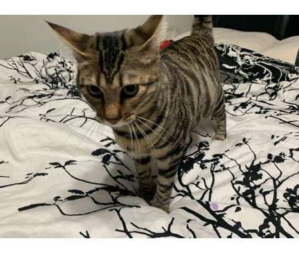Purebred Bengal Cat - YOUNG - Female is a Female Bengal Young For Sale in Hicksville NY