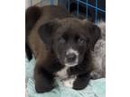 Adopt Snickerdoodle~ADOPTED a Great Pyrenees, Australian Cattle Dog / Blue