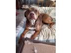 Adopt Chloe Lo a Pit Bull Terrier, Boxer