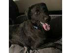 Adopt Stout a Mixed Breed