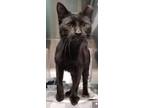 Adopt Mickey a All Black Domestic Longhair / Domestic Shorthair / Mixed cat in