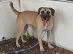 Adopt SIMON a Brown/Chocolate - with Black Mastiff / Mixed dog in Doral