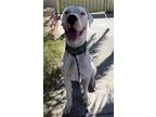 Adopt Kane a White Dogo Argentino / Great Dane / Mixed dog in Henderson