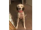 Adopt Dottie a White - with Red, Golden, Orange or Chestnut English Setter /