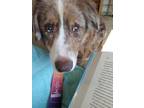 Adopt Aero a Brown/Chocolate - with White Greyhound / Australian Shepherd dog in