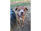 Adopt BUMPER a Brindle - with White American Pit Bull Terrier / Mixed dog in