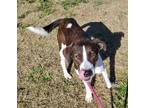 Adopt Zoey a Brindle - with White Mountain Cur / Collie / Mixed dog in