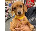 Adopt Martinell a Brown/Chocolate Dachshund / Mixed dog in Las Vegas