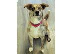 Adopt Mel a Black Australian Shepherd / Mixed dog in Greenville, PA (33187565)
