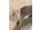 Adopt Emmy a Gray, Blue or Silver Tabby Domestic Shorthair (short coat) cat in