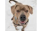 Adopt Hercules a American Staffordshire Terrier