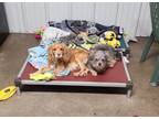 Adopt Chappo & Simba a Yorkshire Terrier, Cockapoo