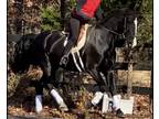 A True Black Beauty Sport Horse
