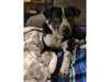 Adopt Asher a Labrador Retriev