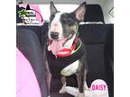 Adopt Daisy a Black - with Brown, Red, Golden, Orange or Chestnut Bull Terrier /