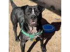 Adopt Fang a Black Shar Pei / Mixed dog in Chattanooga, TN (33199419)