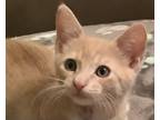 Adopt Crystal and Ginger - Bonded Kitten Pair! a Calico or Dilute Calico