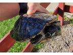 Adopt *BOLT a Turtle - Other / Mixed reptile, amphibian, and/or fish in