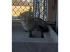 Adopt Nettle a Gray or Blue Domestic Shorthair / Domestic Shorthair / Mixed cat