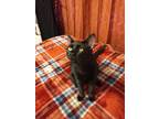 Adopt Shadow a All Black American Shorthair / Mixed (short coat) cat in
