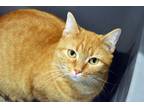 Adopt Charm a Orange or Red Tabby Domestic Shorthair (short coat) cat in
