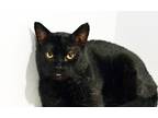 Adopt Edgar a Black (Mostly) Domestic Shorthair (short coat) cat in Lincoln