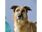 Adopt Kona a Tan/Yellow/Fawn Collie / German Shepherd Dog / Mixed dog in Marana