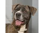 Adopt Cherry a Gray/Blue/Silver/Salt & Pepper Mastiff / Mixed dog in Troy