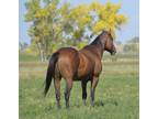 Thoroughbred gelding gentle with lots of ranch riding