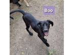 Adopt BOO a Labrador Retriever