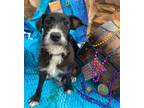 Adopt Fortune a Schnauzer, Jack Russell Terrier