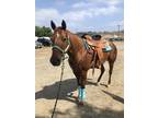 Sweet QH Mare for Partial Lease