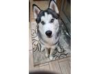 Adopt Tommy a Black - with White Husky / Mixed dog in Schenectady, NY (33216683)