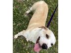 Adopt Freight a White American Pit Bull Terrier / Mixed dog in Aransas Pass