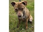 Adopt Kim a Brown/Chocolate American Pit Bull Terrier / Mixed dog in Aransas