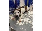 Adopt Pete a White American Pit Bull Terrier / Mixed dog in Aransas Pass